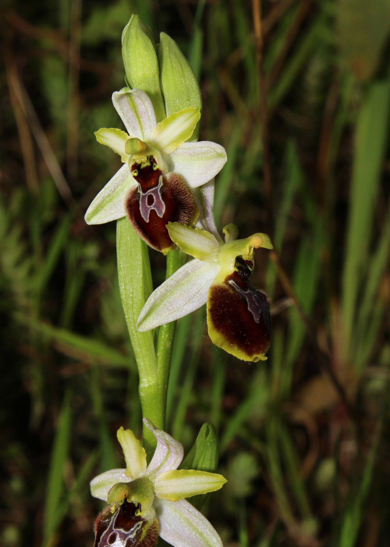 Orchidee dell''Imperiese